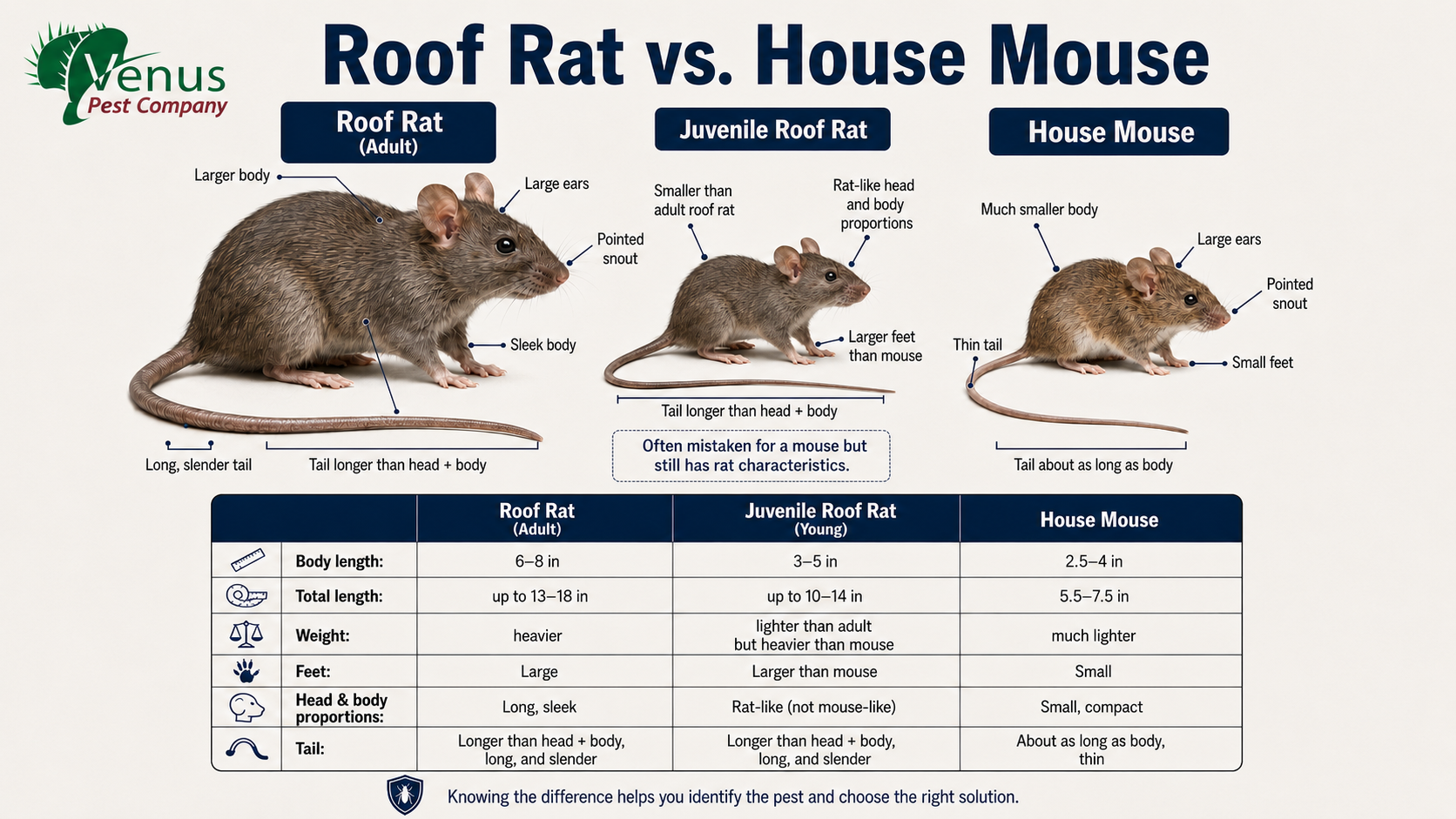 house mouse vs roof rat