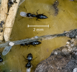 rover ant close up