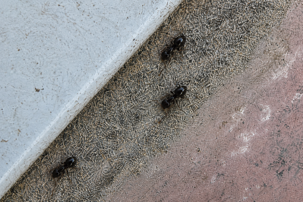 rover ants