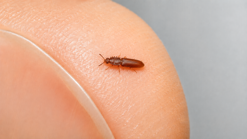 sawtoothed grain beetle