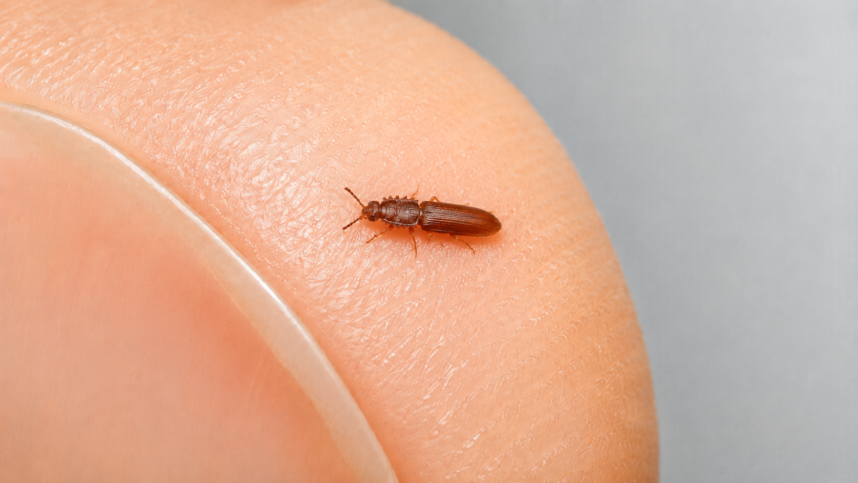Sawtoothed Grain Beetles