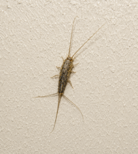 silverfish