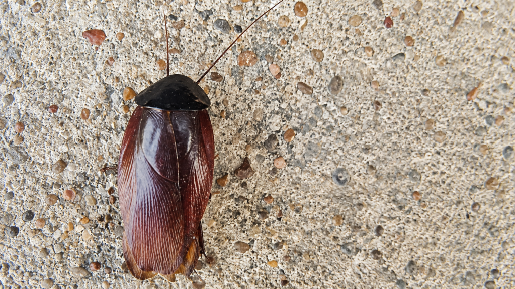 smokybrown cockroach