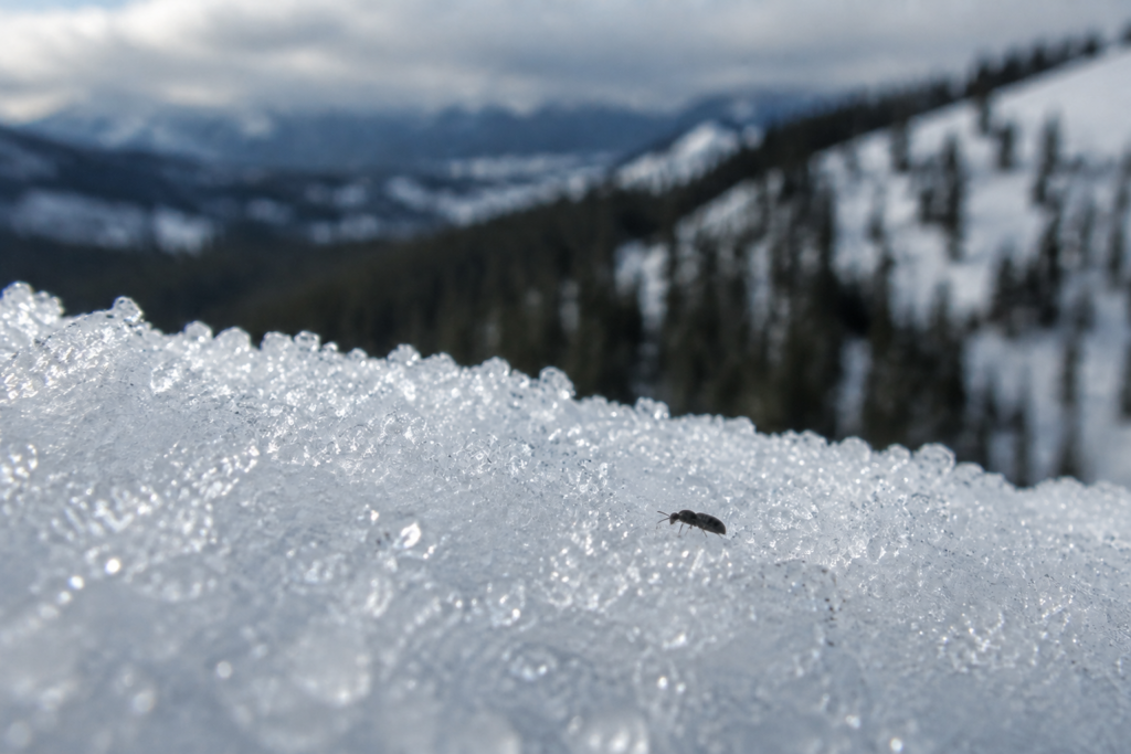 snowflea