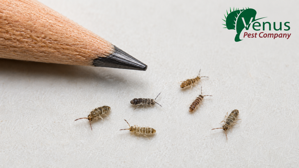 springtails