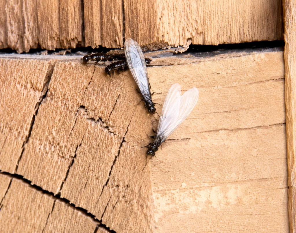 termite swarmers