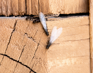 termite swarmers