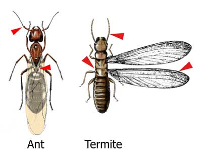 https://citybugs.tamu.edu/factsheets/landscape/ants/ent-2012/ant-termite-comparison/