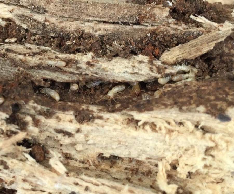 Subterranean Termites