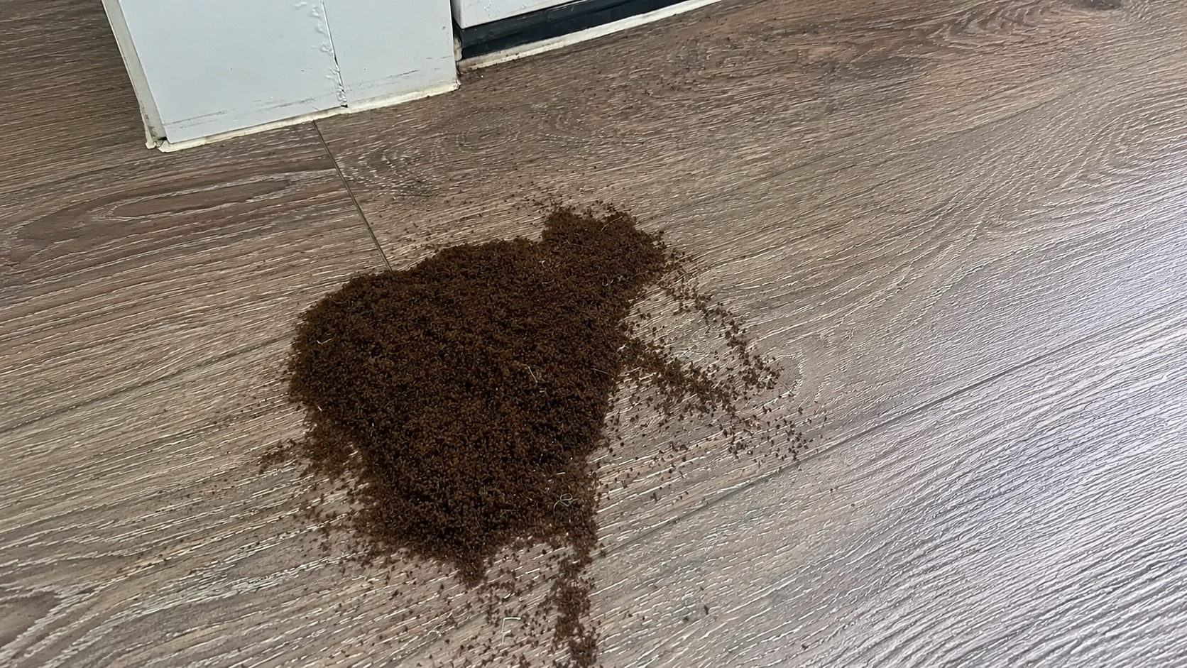 Tawny Crazy Ants in Brazos County | Venus Pest