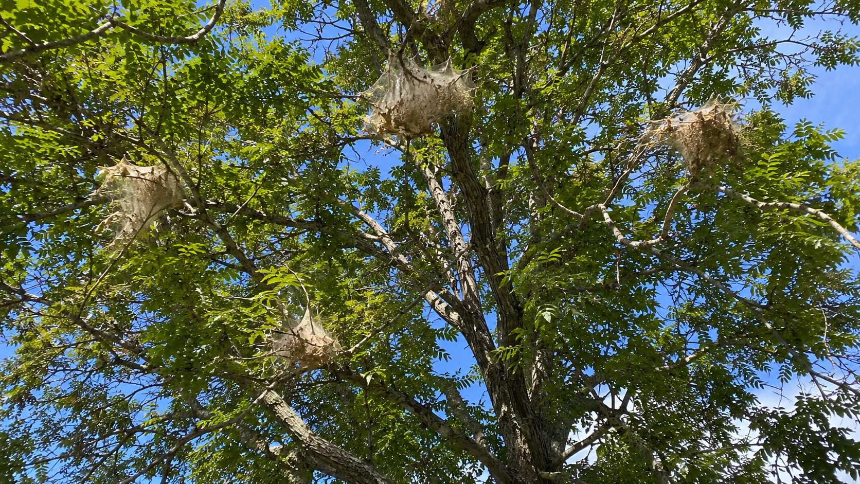 Webworms